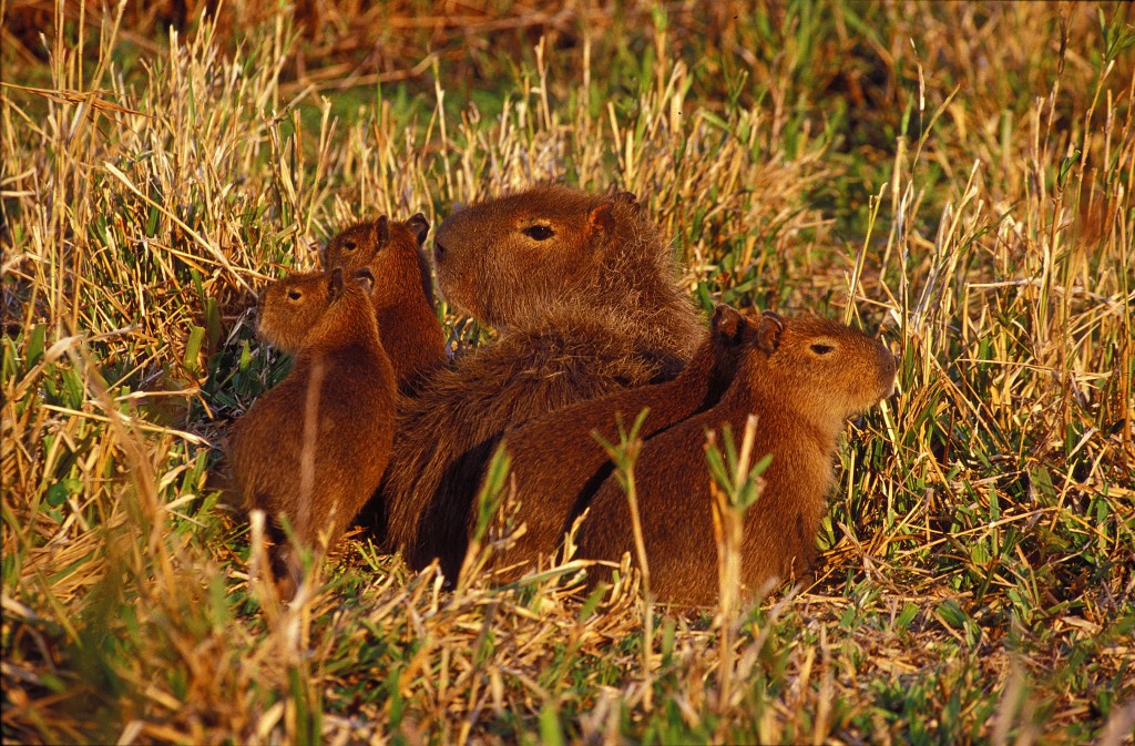 capybaras-in-argentina