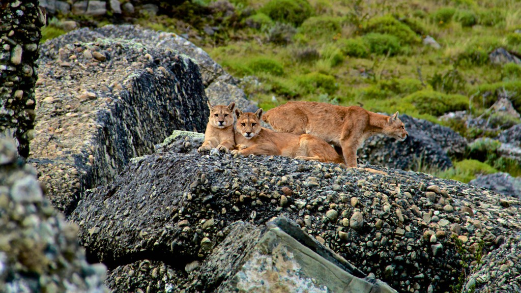 a puma is in which family
