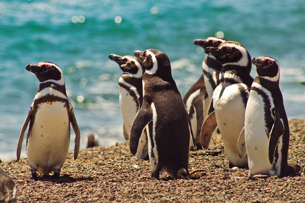 Honeymoon-in-Argentina-Patagonia-Penguins