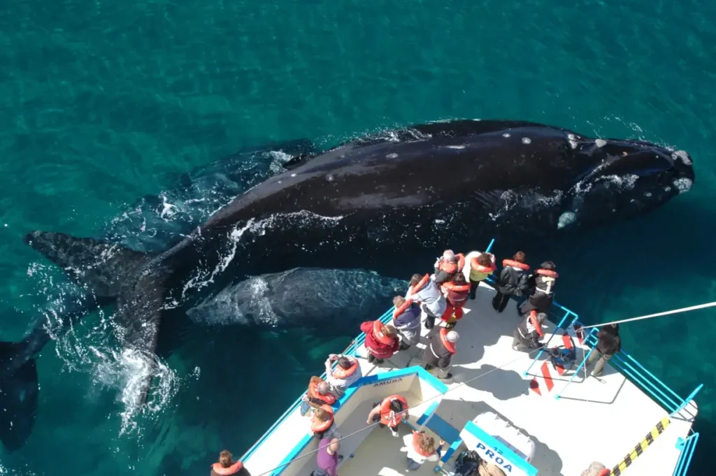 southern-right-whale