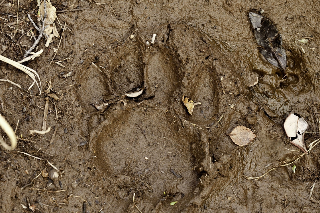 puma-footprint-patagonia
