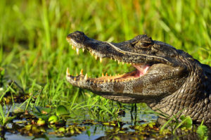Alligator - Laguna Ibera