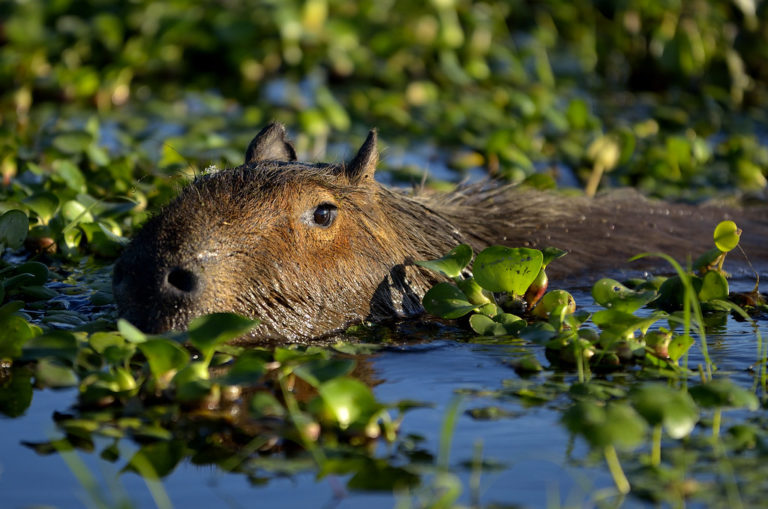 Ibera National Park: the largest National Park of Argentina