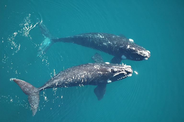 observer-les-baleines-en-Patagonie