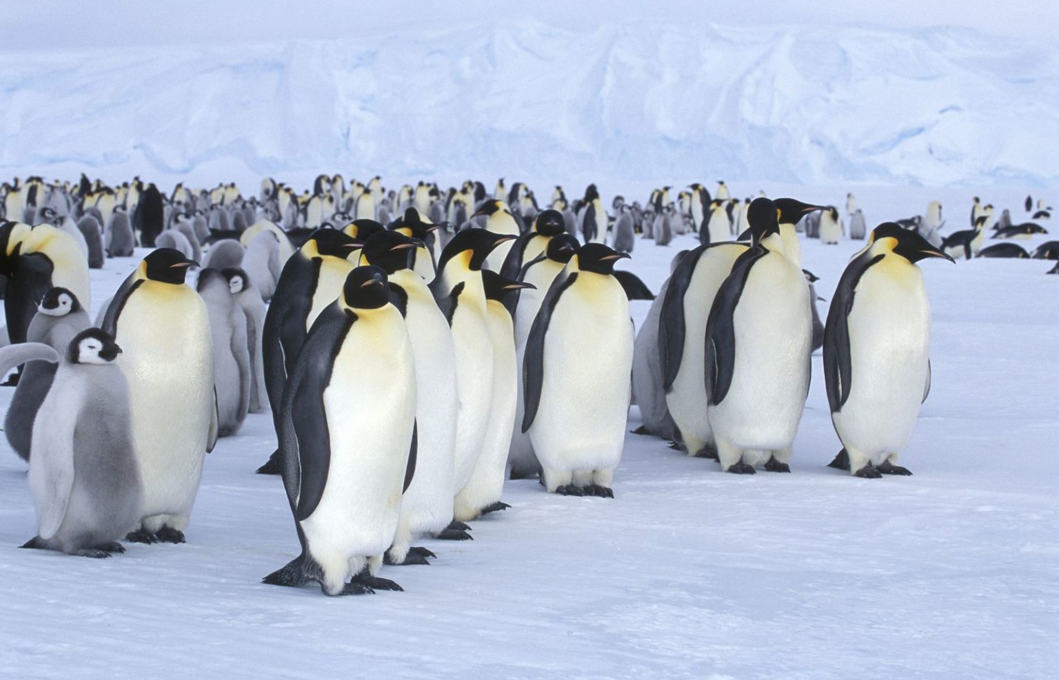 How Many Different Species Of Penguins Live In Antarctica