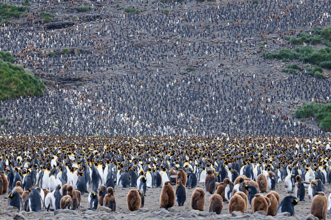 Types of penguins in Antarctica