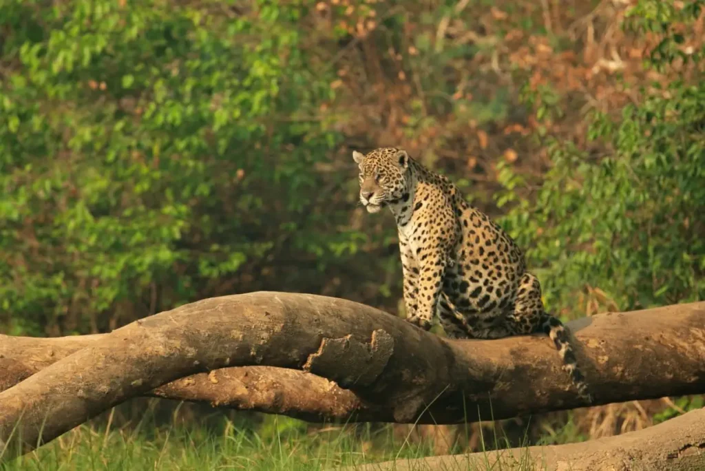 jaguar-watching