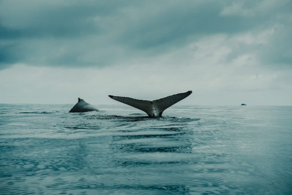 humpback-whale-watching
