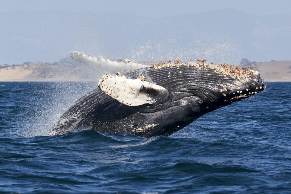 humpbach-whale-watching