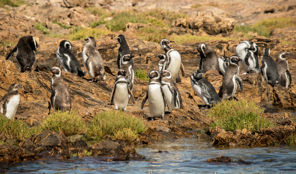 magellan-penguins