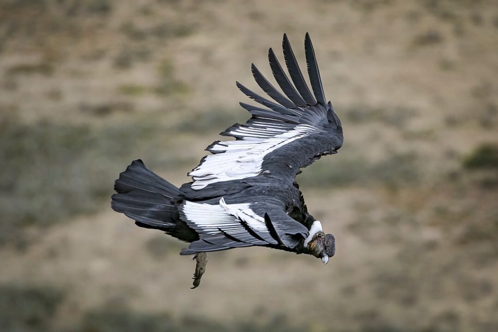 condors-in-patagonia