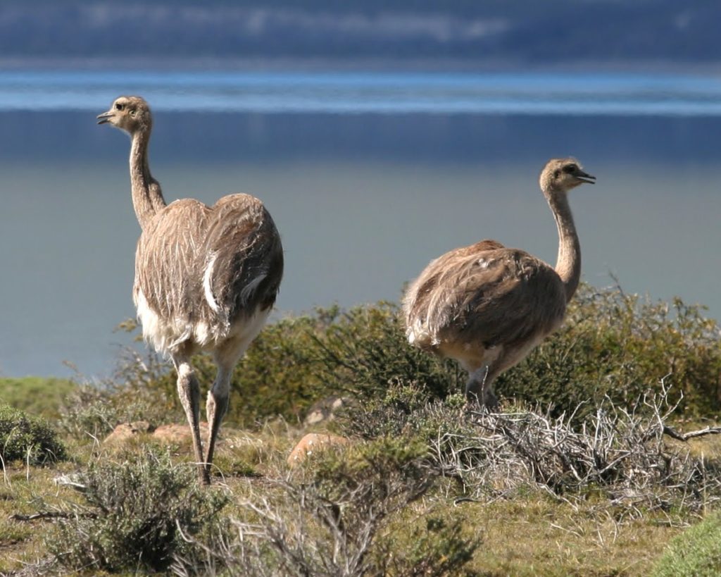birds-of-patagonia