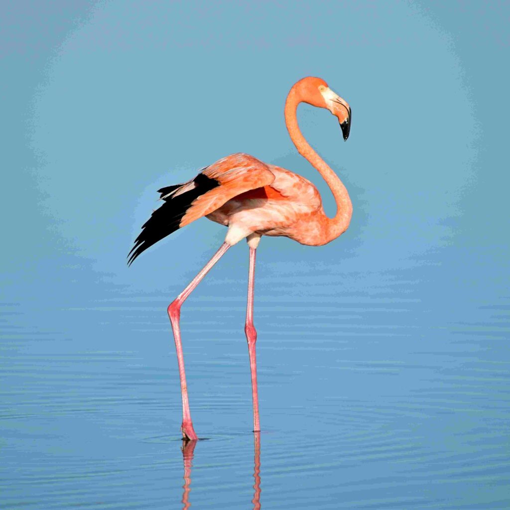 andean-flamingo