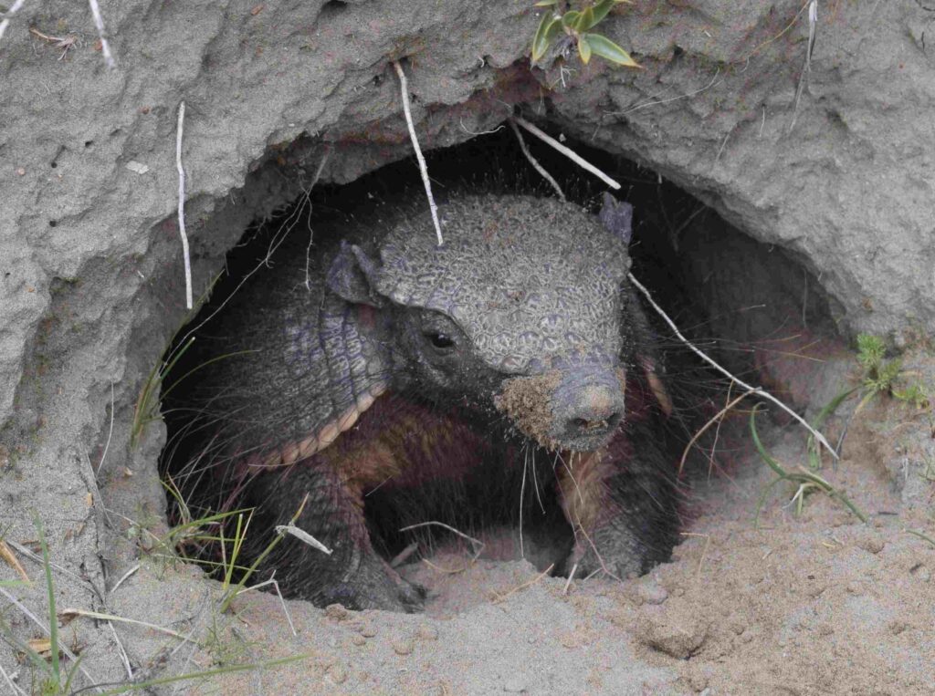 armadillo-pichi