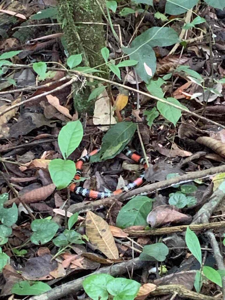 argentinian-coral-snake
