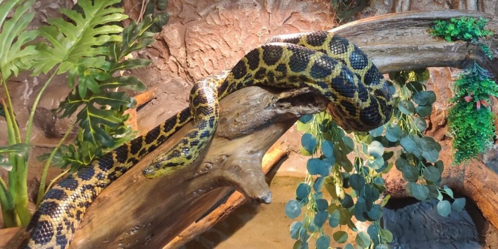 yellow-anaconda