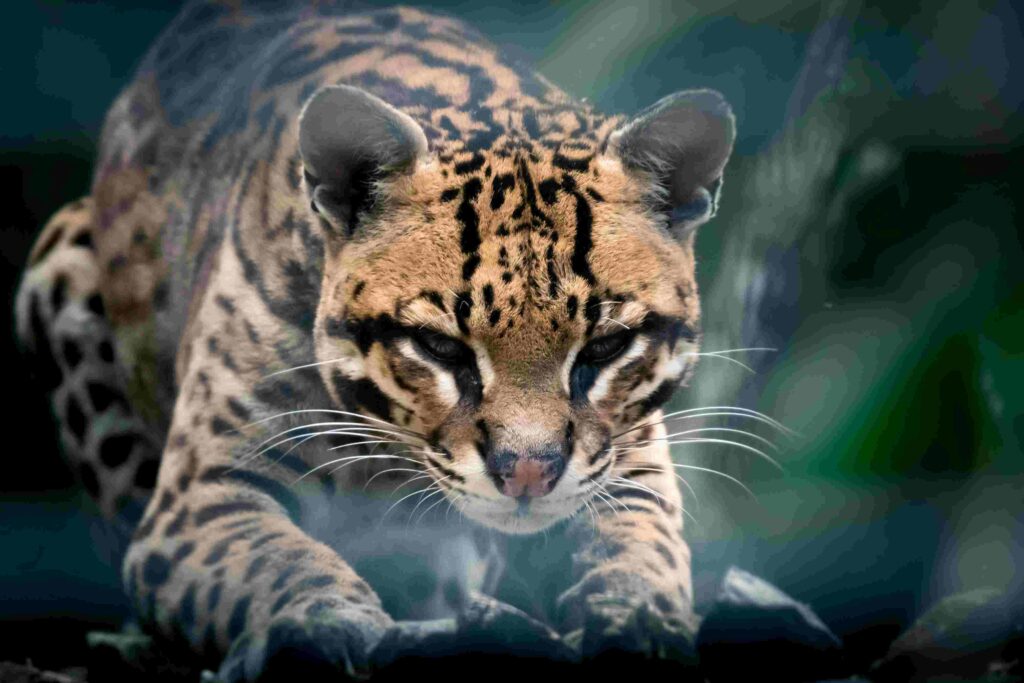 ocelote