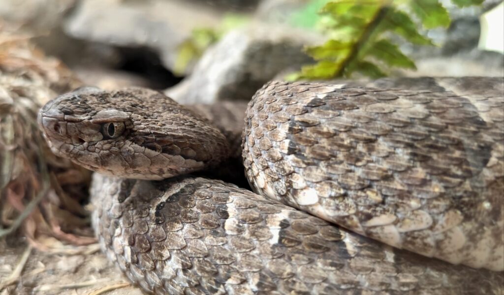 yarara-snake-2
