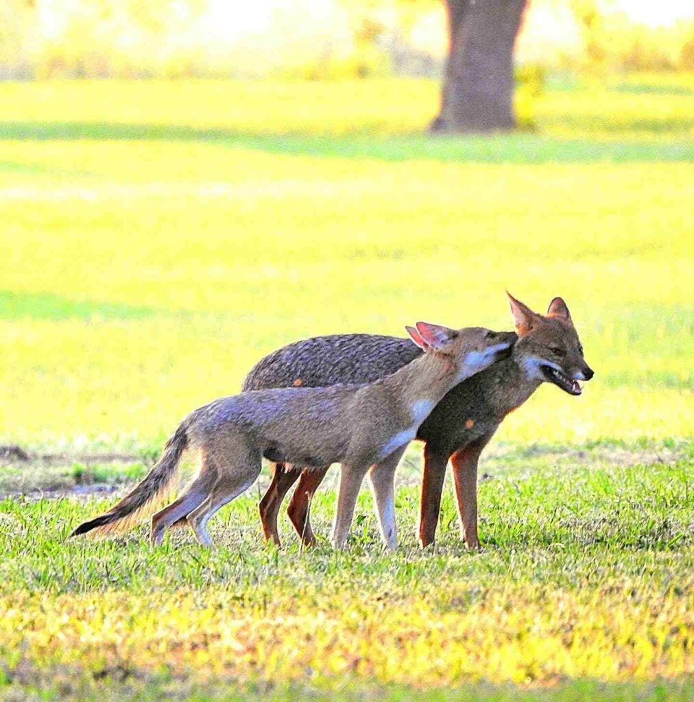 gray-fox