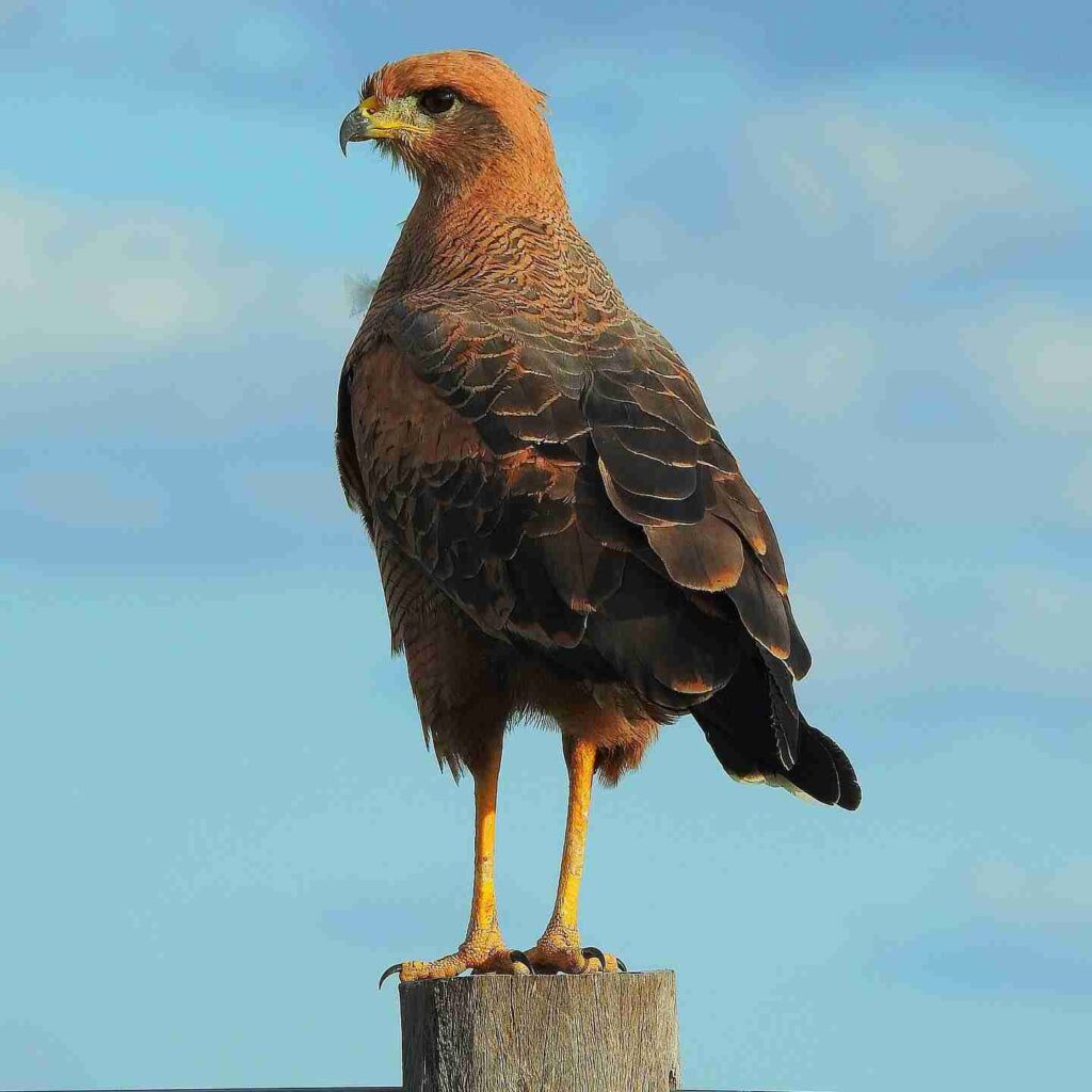 ibera-wetlands-birds