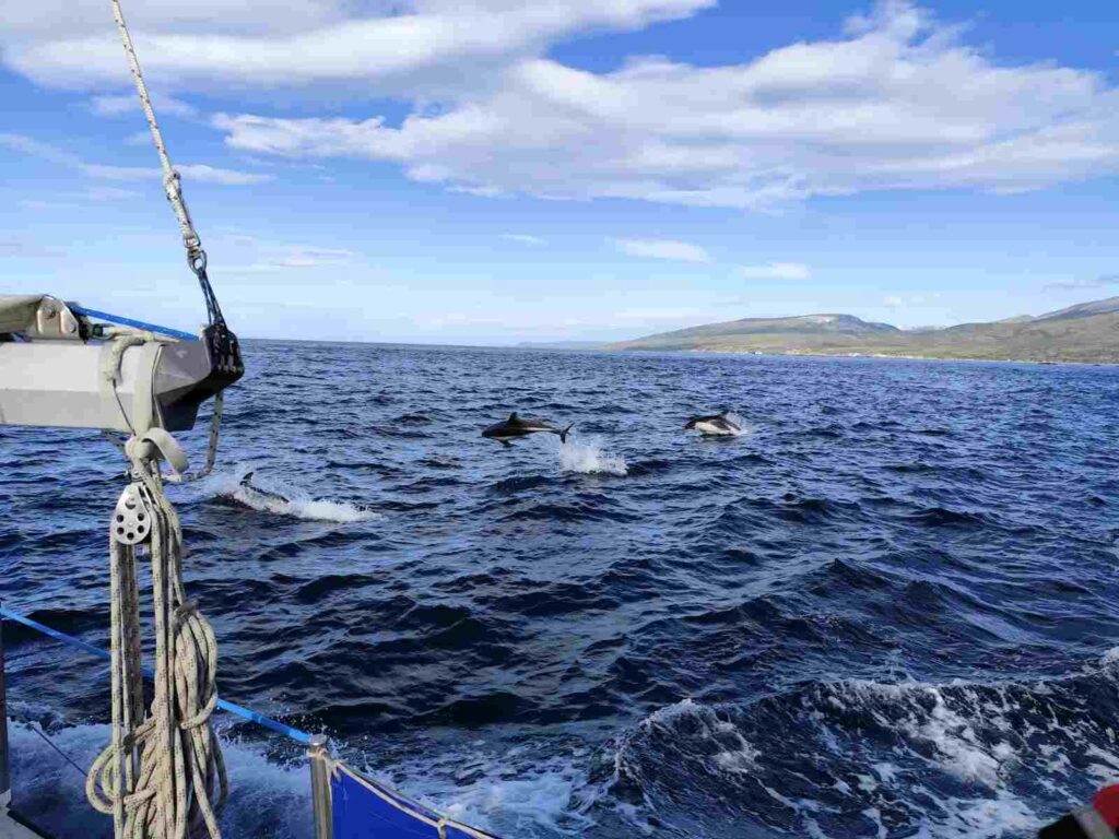 black-dolphins