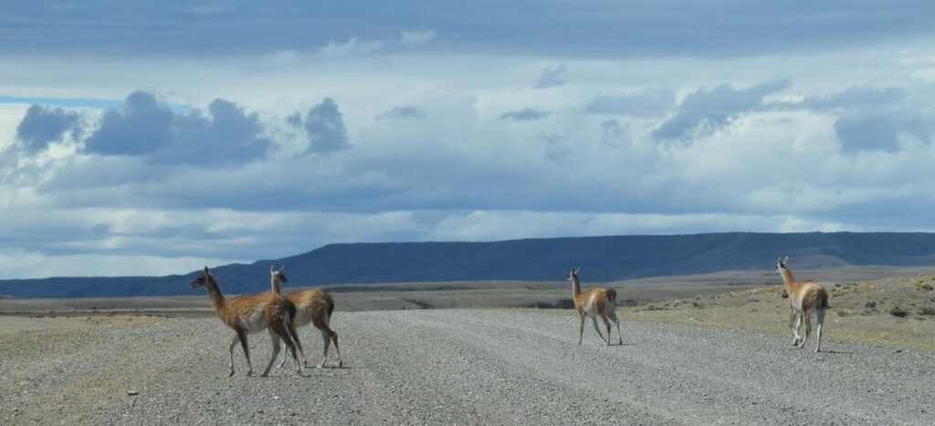 guanaco