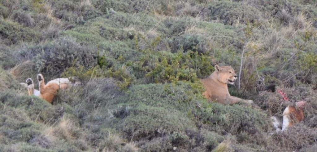 pumas